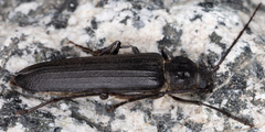 Arhopalus