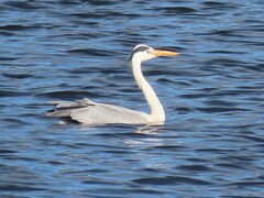 Ardea cinerea cinerea