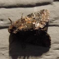 Chytonix palliatricula