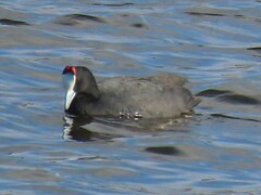 Fulica cristata