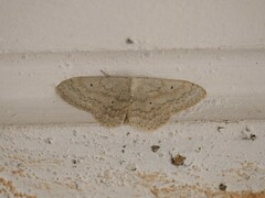 Scopula incanata