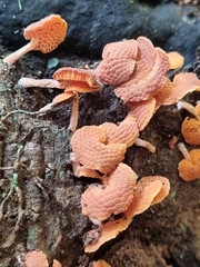 Favolaschia claudopus