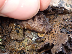 Umbilicaria hyperborea