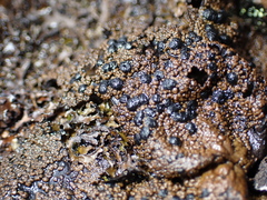 Umbilicaria hyperborea