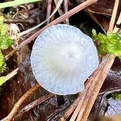 Mycena galopus