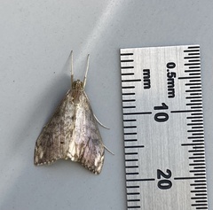 Evergestis rimosalis