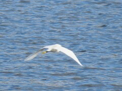 Egretta garzetta garzetta