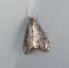 Evergestis rimosalis
