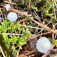 Mycena galopus