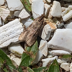 Nomophila nearctica