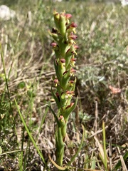 Disa bracteata