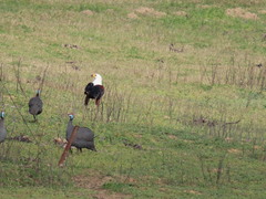 Numida meleagris coronatus