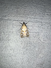 Diastictis