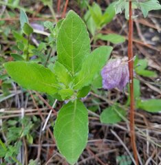 Ruellia caroliniensis