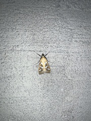 Diastictis