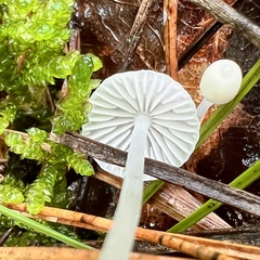 Mycena galopus