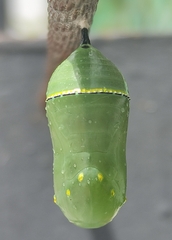 Danaus plexippus plexippus