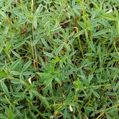 Stylosanthes