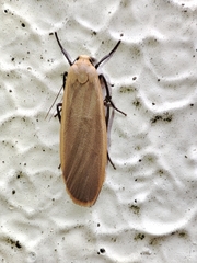 Eilema depressa