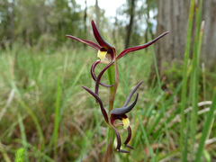 Lyperanthus suaveolens