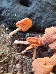 Favolaschia claudopus