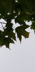 Acer saccharum