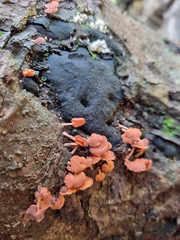 Favolaschia claudopus