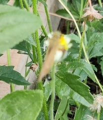 Borbo cinnara