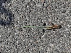 Anatololacerta anatolica