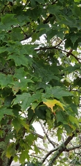 Acer saccharum
