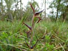 Lyperanthus suaveolens