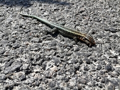 Anatololacerta anatolica