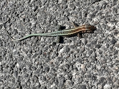 Anatololacerta anatolica