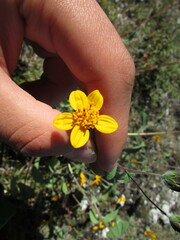 Simsia lagasceiformis