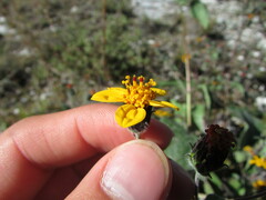 Simsia lagasceiformis