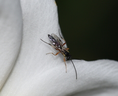 Pimpla rufipes