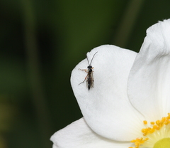 Pimpla rufipes
