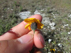 Simsia lagasceiformis