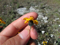 Simsia lagasceiformis