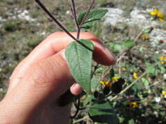 Simsia lagasceiformis