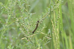 Phyllanthus virgatus