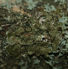 Melanelixia subaurifera