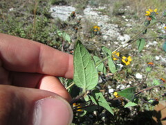 Simsia lagasceiformis