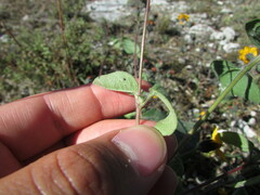 Simsia lagasceiformis