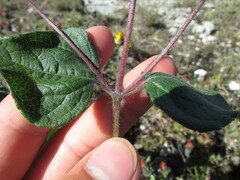 Simsia lagasceiformis