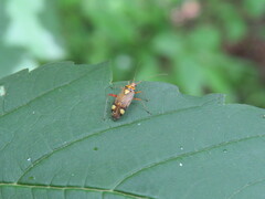 Rhabdomiris striatellus