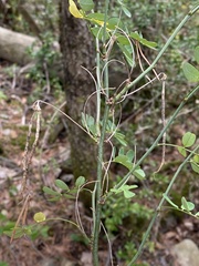 Hippocrepis emerus
