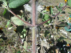 Simsia lagasceiformis