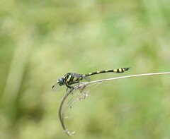 Ictinogomphus rapax