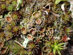 Psoroma hypnorum
